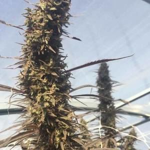 Meet your Posher, Doug